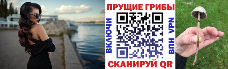 мориарти телеграм Инта Псилоцибиновые грибы GOLDEN TEACHER